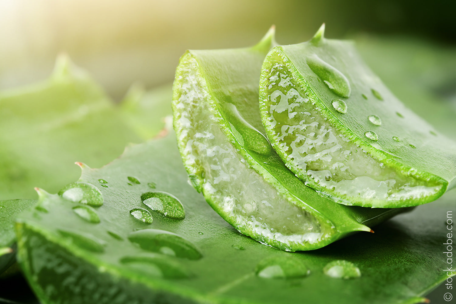 Aloe Vera – Das Geheimnis der Schönheit Kleopatras