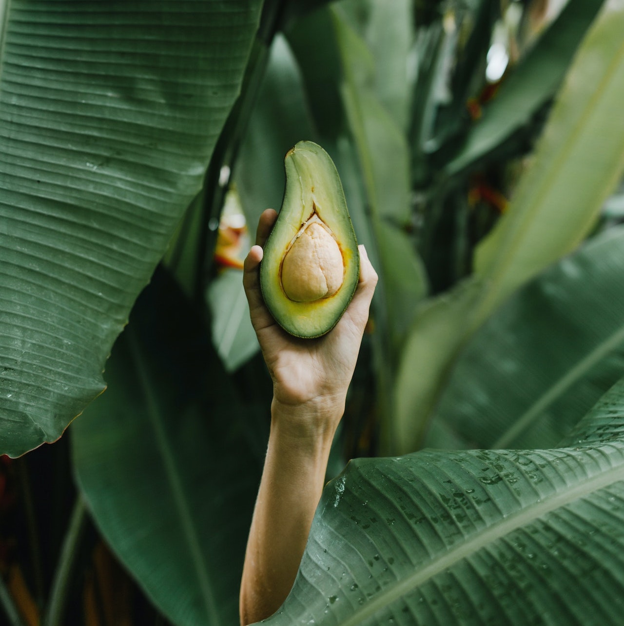 Avocadoöl in der Kosmetik